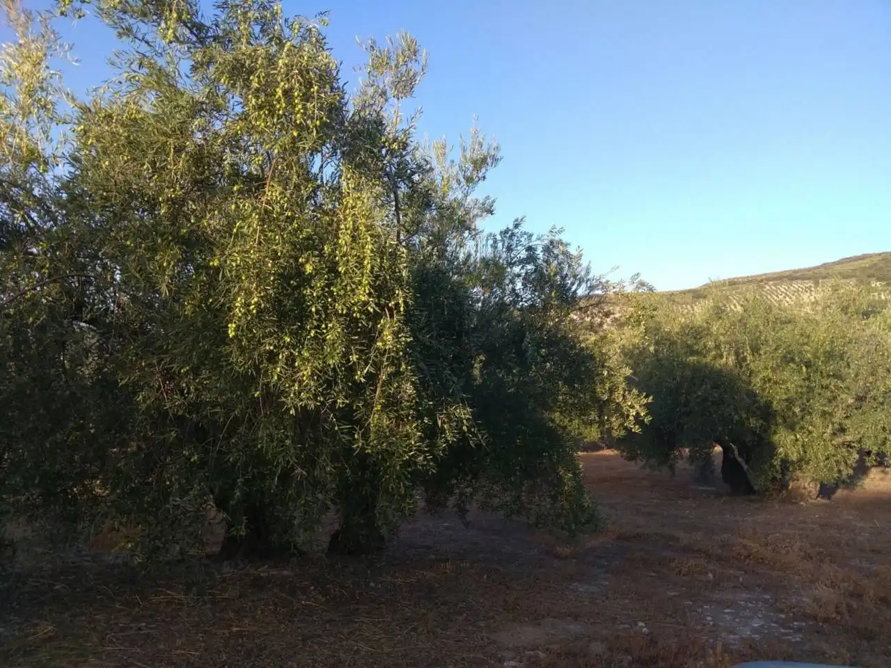 Rustikales Grundstück zum Verkauf in Calle BAENA, imagen 6