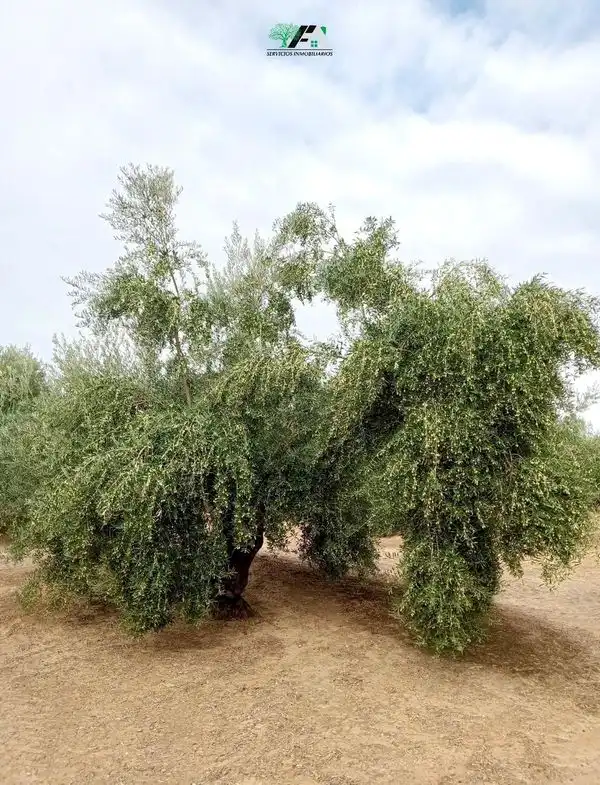 Jardín de Terreno en venta en Torrubia