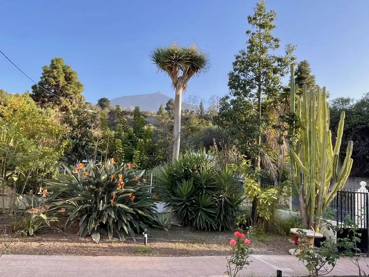 Garden of Houses for sale in La Guancha  with Private garden, Parquet flooring and Furnished