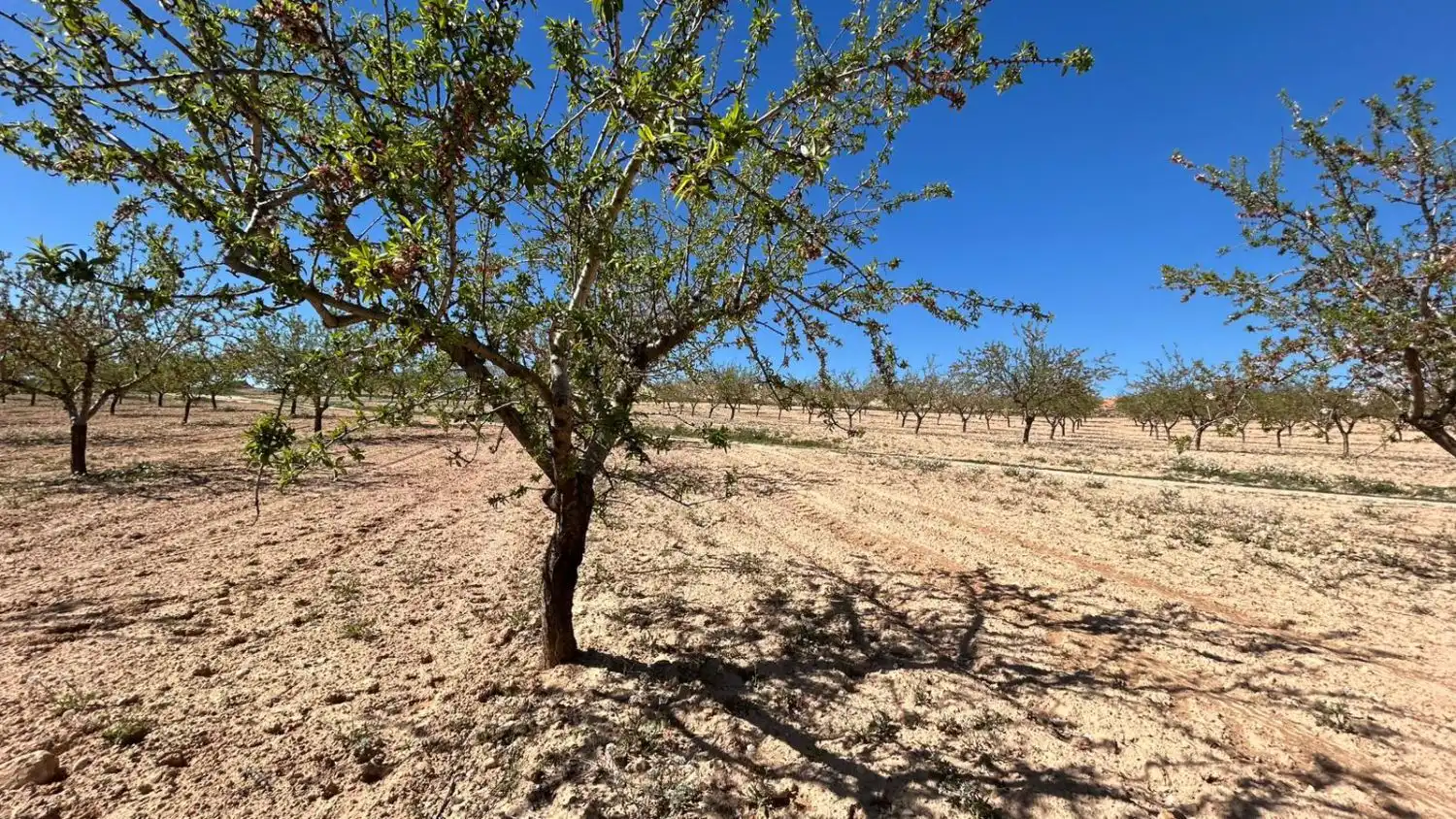 Finca rústica en venda en Tobarra