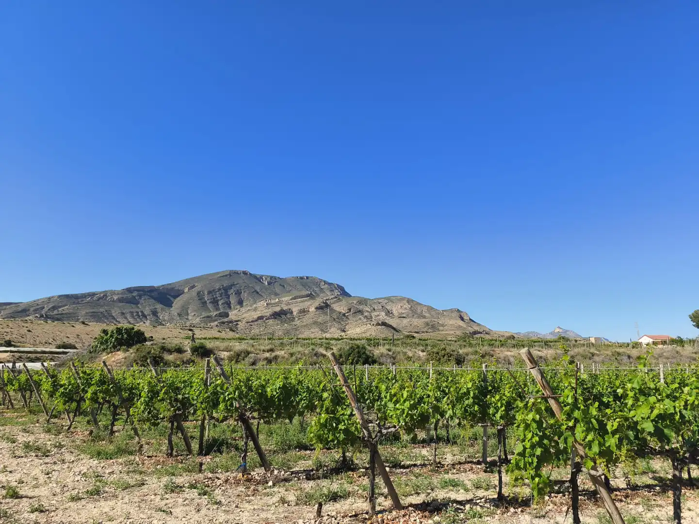 Terreno rústico en venta en Monforte del Cid - Paraje la Serreta, imagen 10