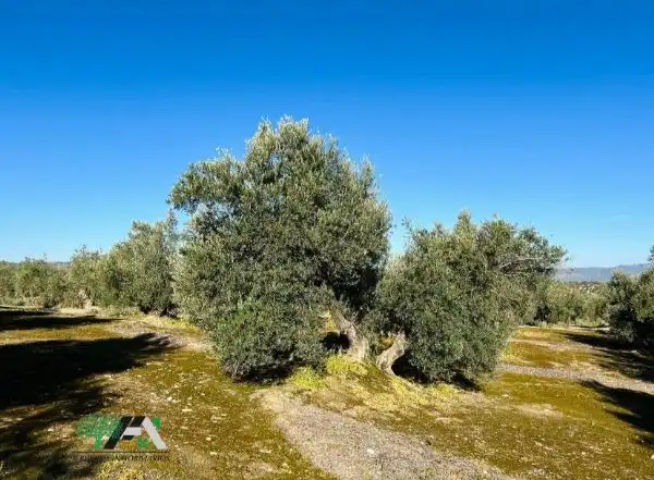 Terrenos y solares en venta en Úbeda, imagen 8