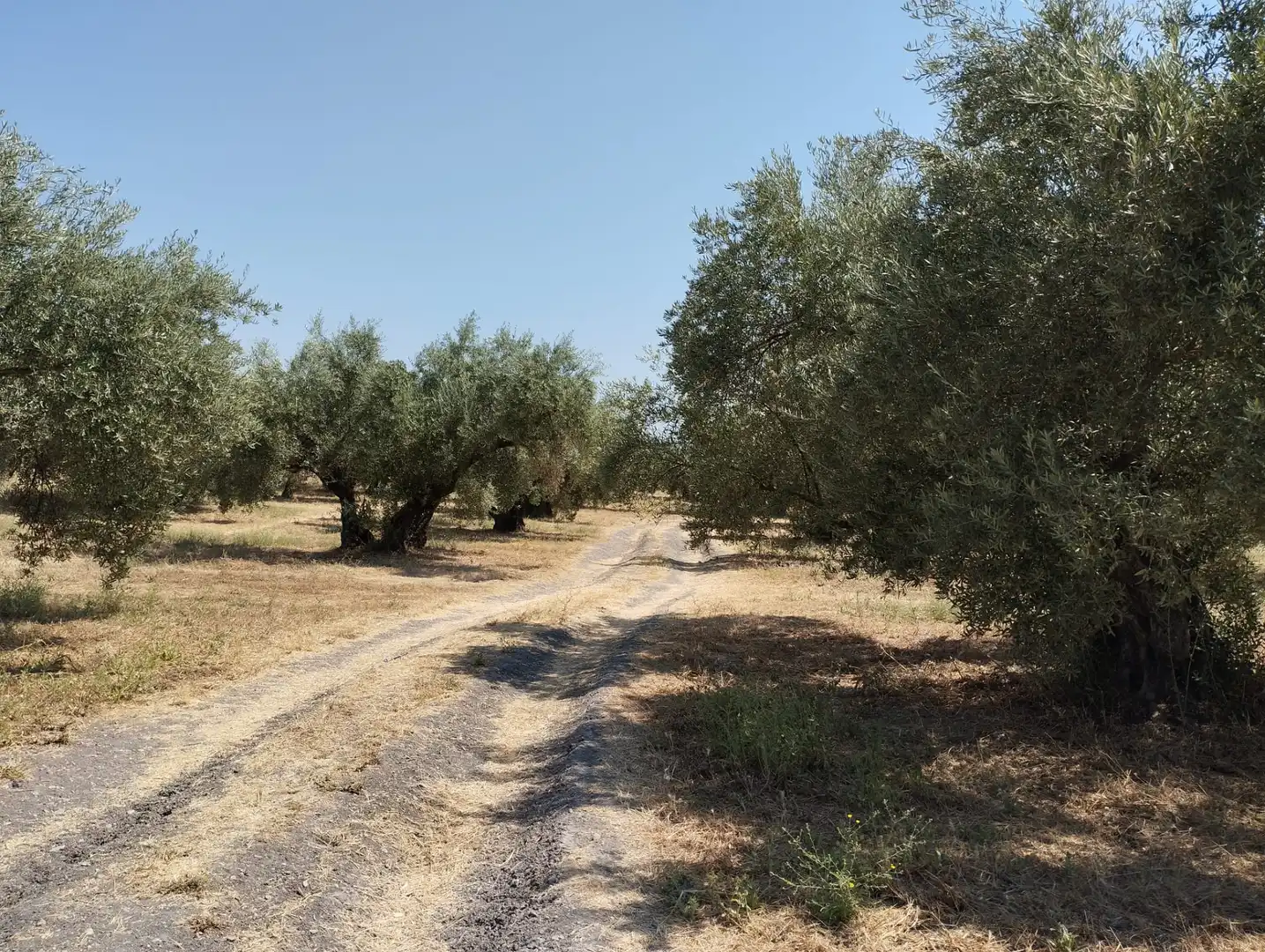 Terreno rustico in vendita a Avenida Fuente de las Piedras, imagen 5