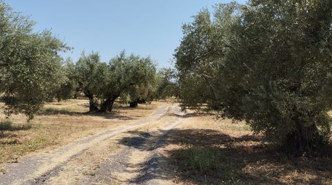 OLIVAR DE 3,5 HECTAREAS A PIE DE CARRETERA, immagine 5