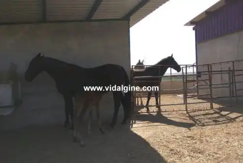 Terreny rústic en venda a Vallfogona de Balaguer, imagen 2