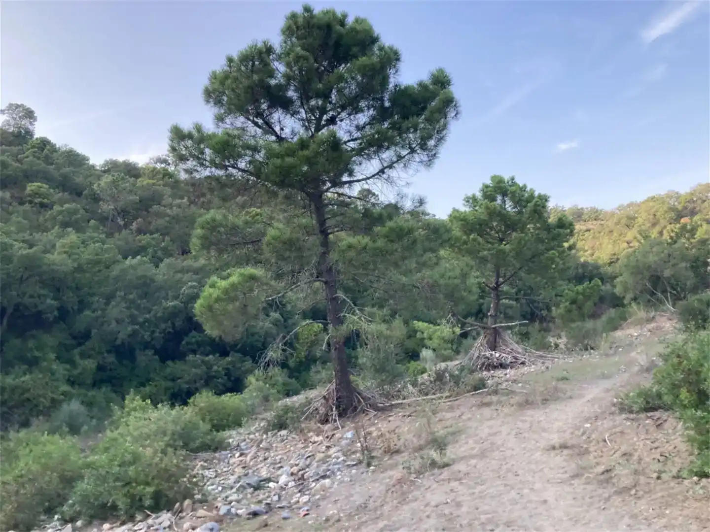 Land for sale in Benarrabá