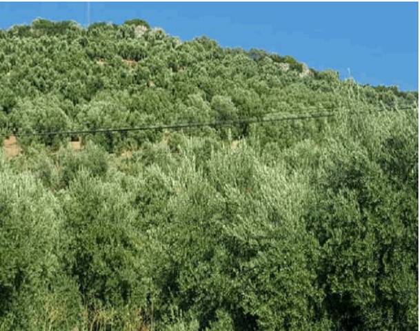 Terreno en Venta en Navas de San Juan