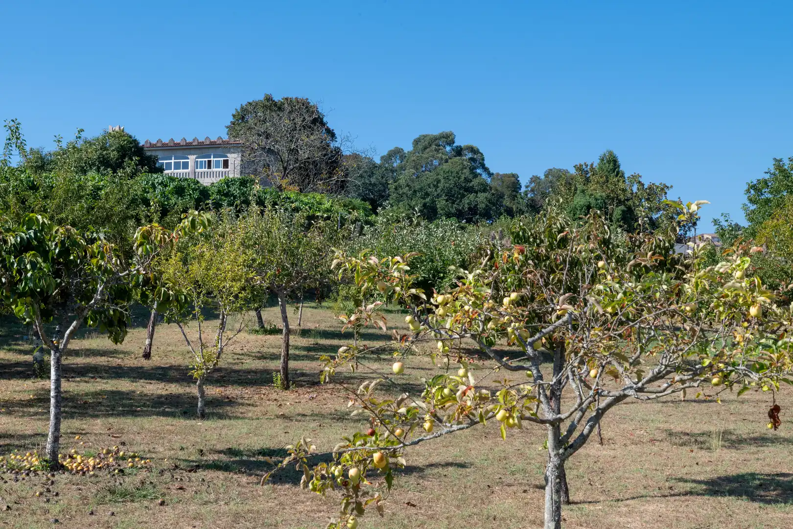 Villa avec terrasse à vendre à Tui, imagen 69