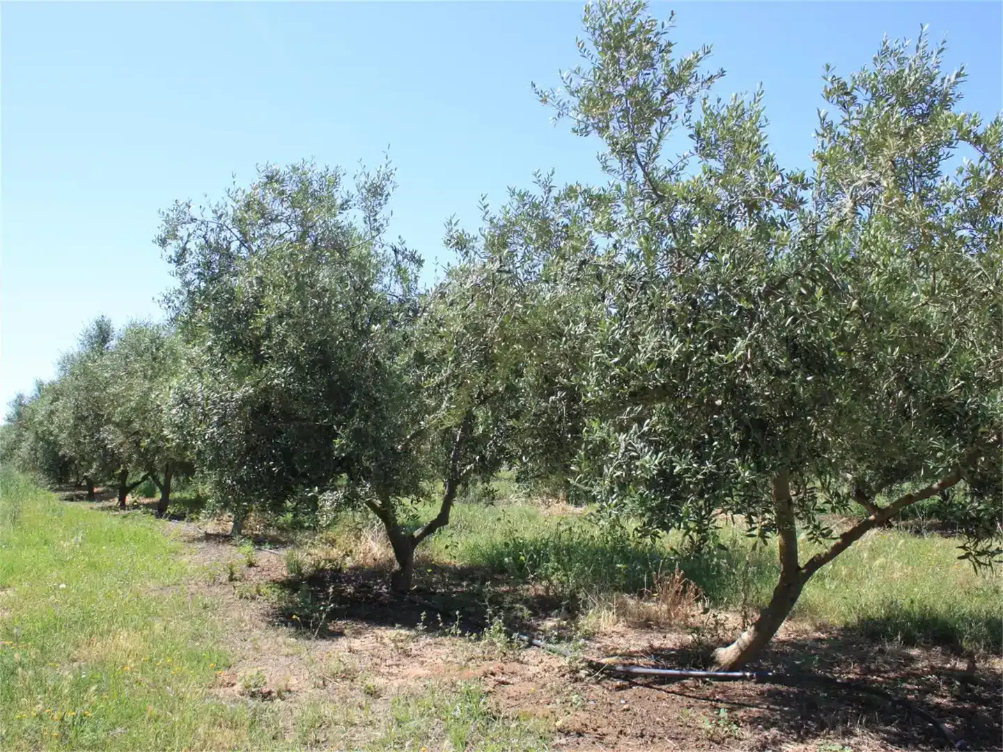 Finca rústica en venda en Riudoms