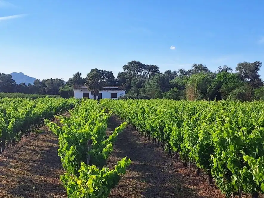 Vista exterior de Casa o xalet en venda en Ginestar, Tarragona