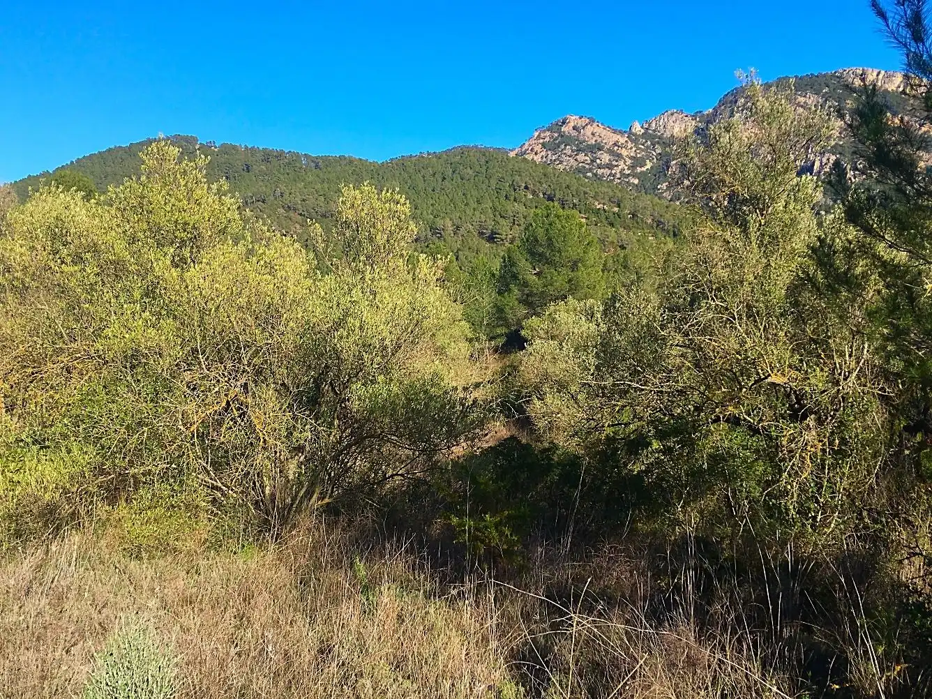 Terrain rustique à vendre à Benifallet, imagen 9