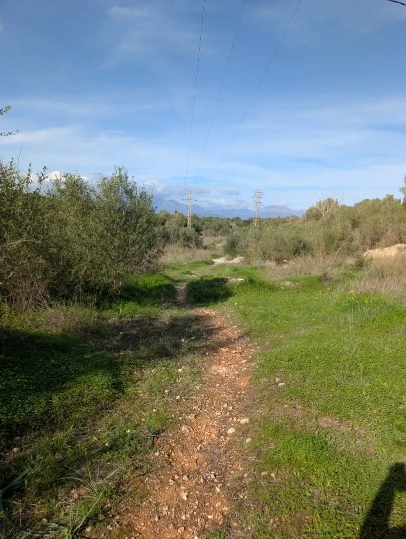 Terrain rustique à vendre à Sineu, imagen 5