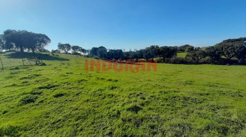Finca con encinas, cerrada con paredes de piedra y situada a 250 m del municipio de Millanes Cáceres