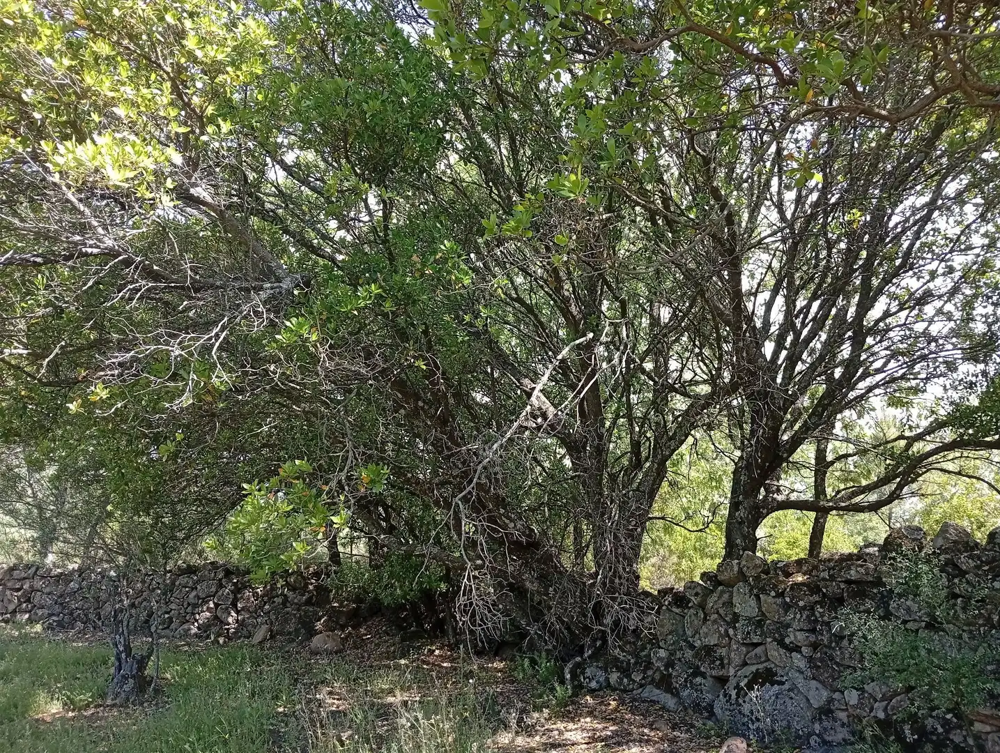 Terreni e lotti in vendita a Villanueva de la Vera, imagen 102
