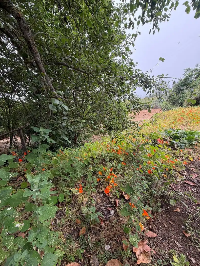 Terreno rustico in vendita a El Bebedero - Pinolere - Aguamansa, imagen 53