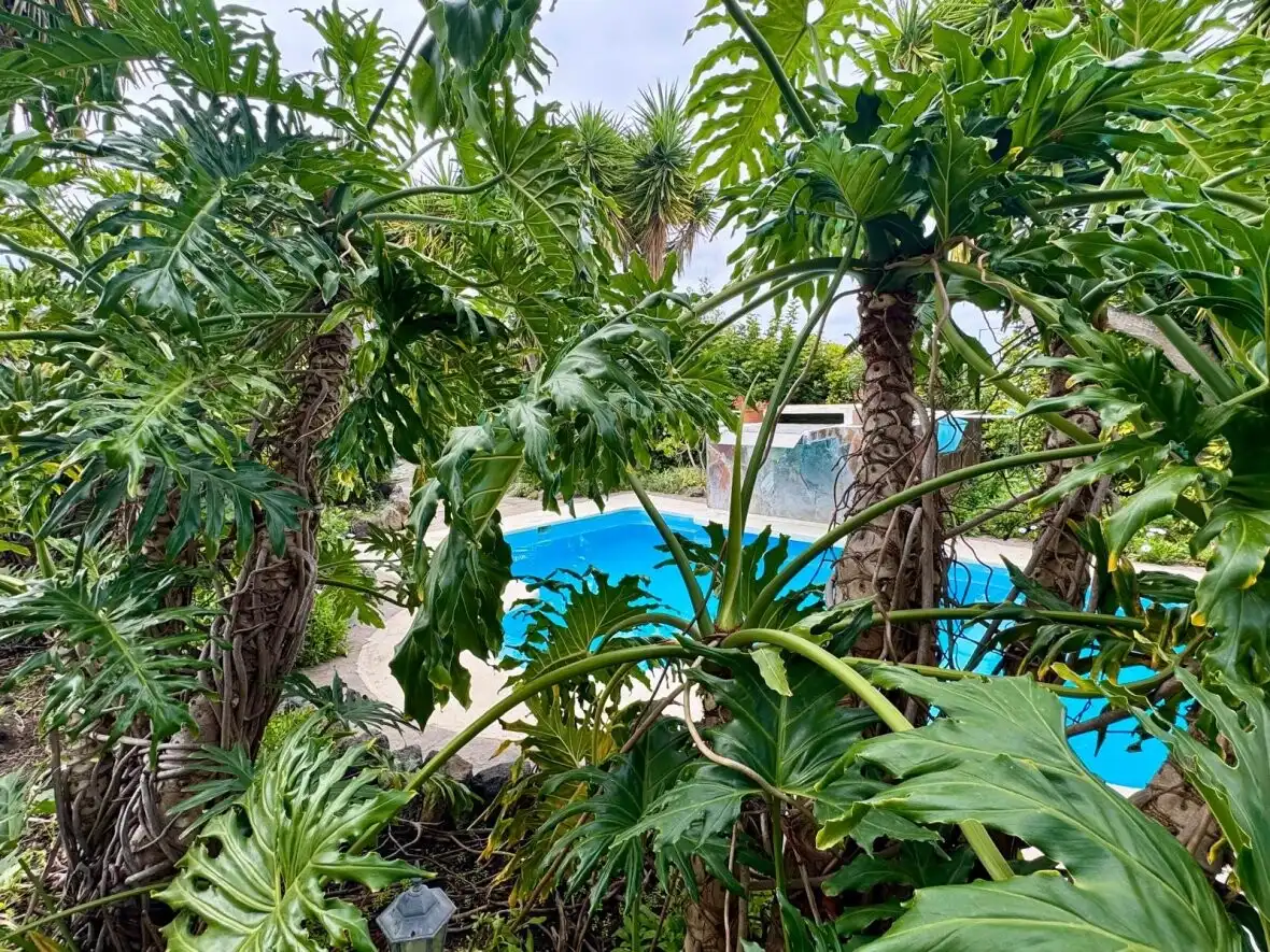 Piscina de Finca rústica en venda en Icod de los Vinos amb Terrassa