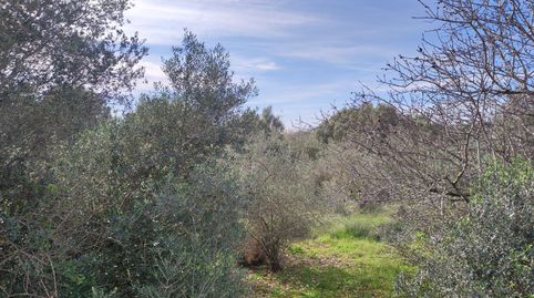 Finca Rúst. en venta en Ulldecona., imatge 5