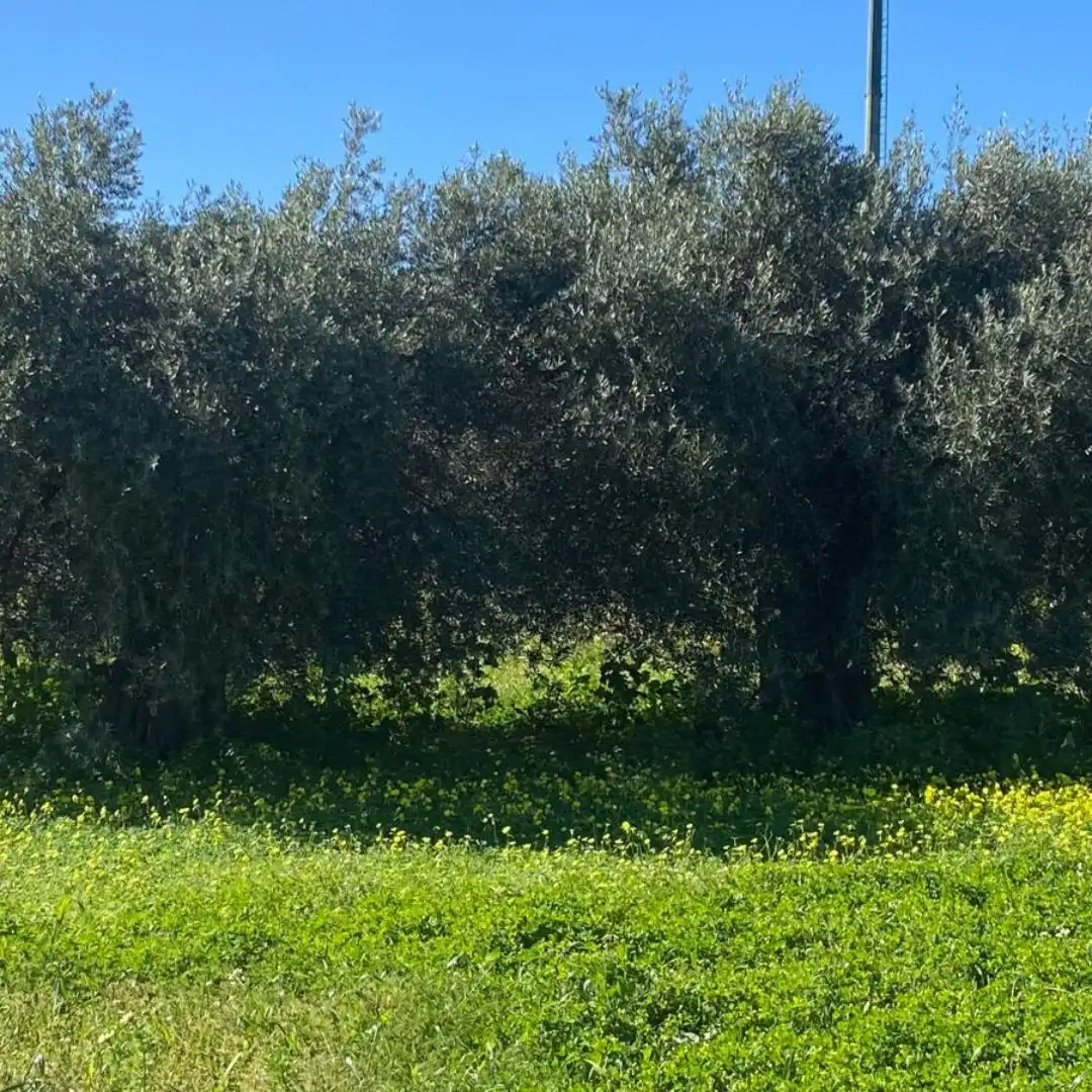 Terreno rustico in vendita a Alquería - Torrealquería, imagen 11