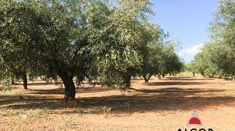 Finca Rúst. en venta en Sant Jordi., imatge 4