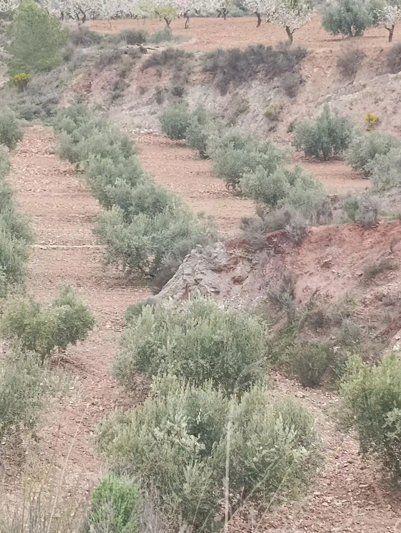 Terrenys i solars en venda a Bullas, imagen 11