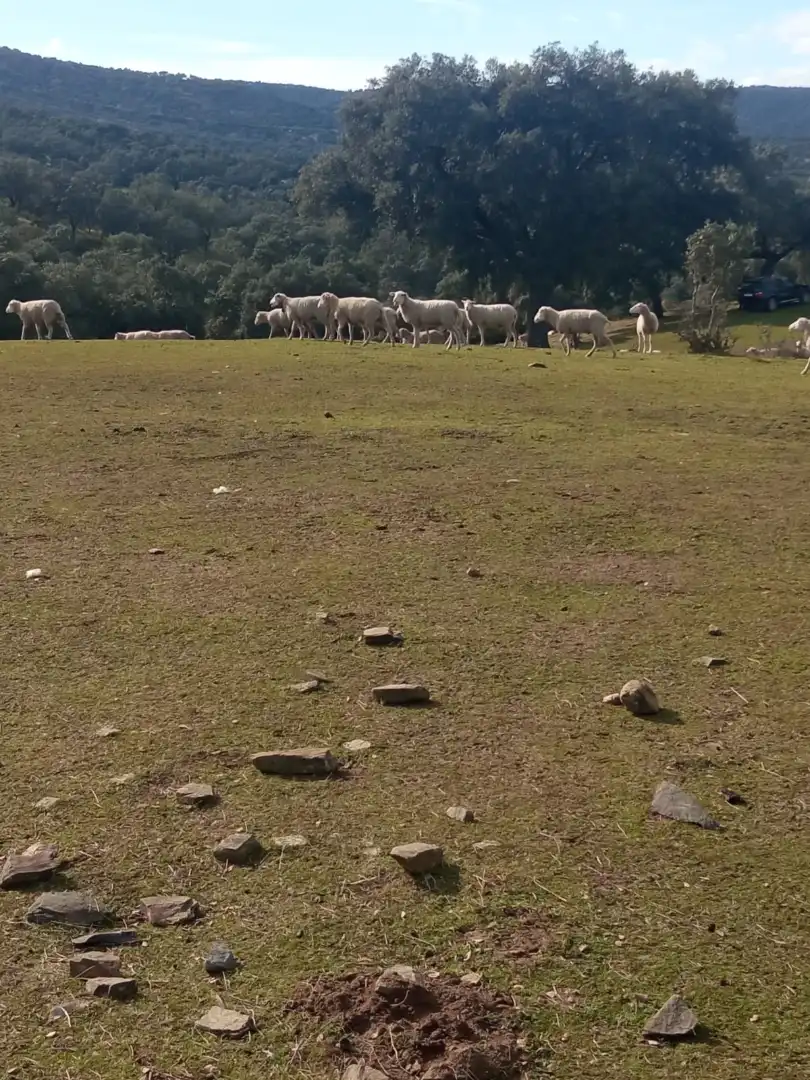 Exterior view of Land for sale in Cardeña
