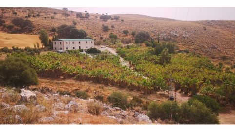 Parcela con 6.000 palmeras, 1,9 Ha. Nave 300mts, immagine 4