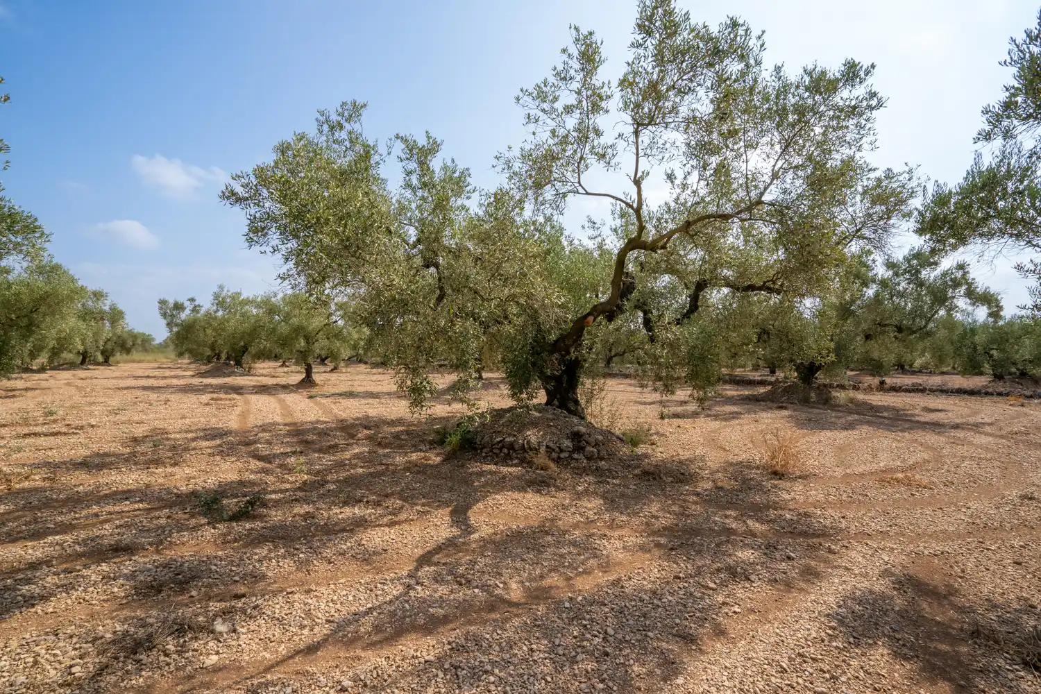 Rustikales Grundstück zum Verkauf in Camí Miliana