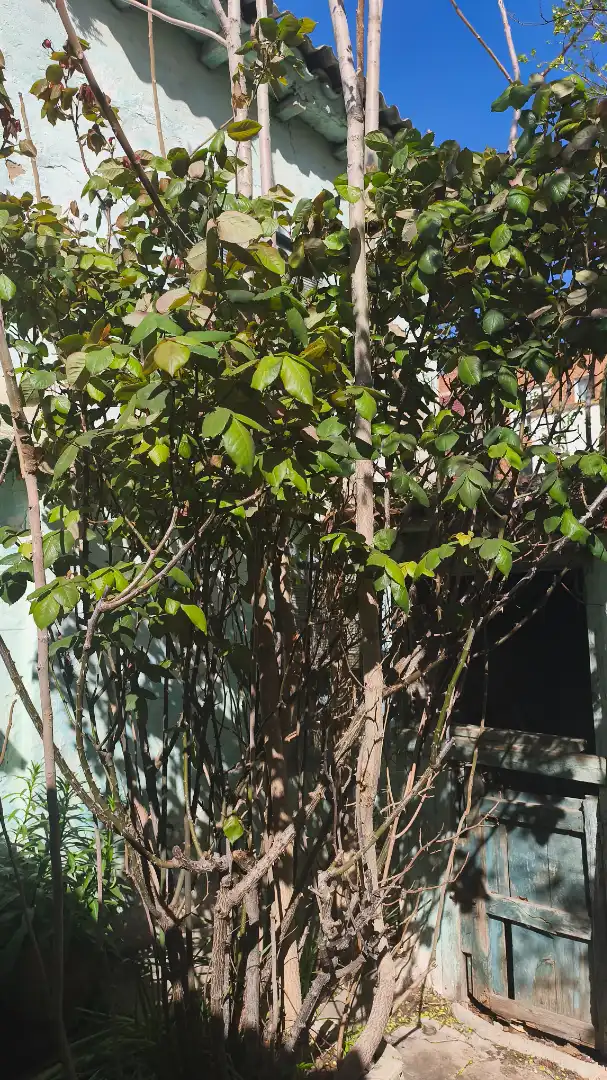 Garden of Houses for sale in  Zaragoza Capital  with Furnished