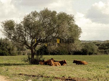 Terrenos y solares en venta en Cala Morell