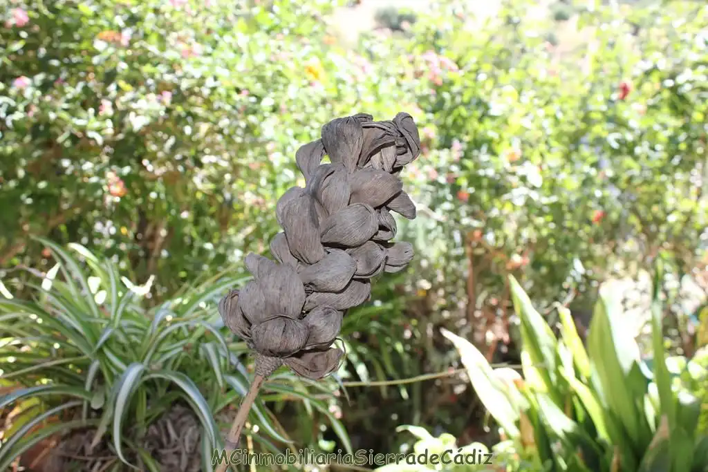 Garden of Country homes for sale in El Gastor  with Private garden, Terrace and Storage room