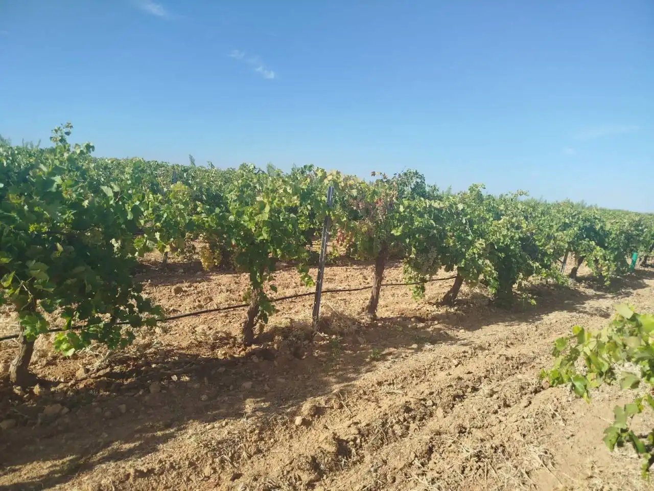 Terreno rustico in vendita a Alcázar de San Juan, imagen 6
