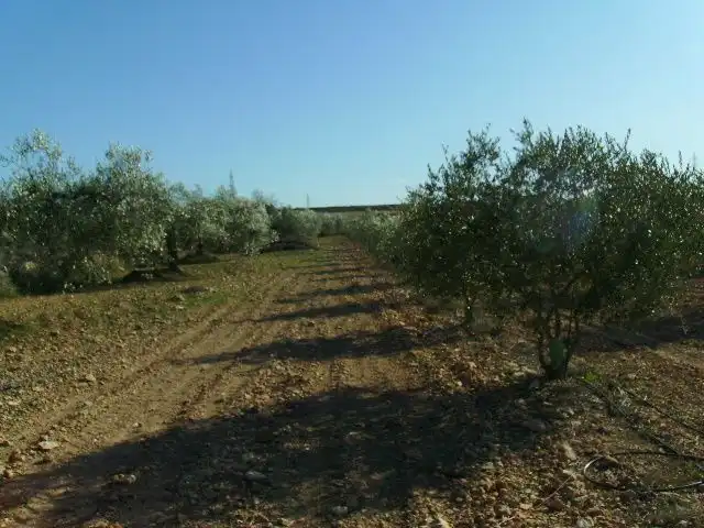 Land for sale in Vila-rodona