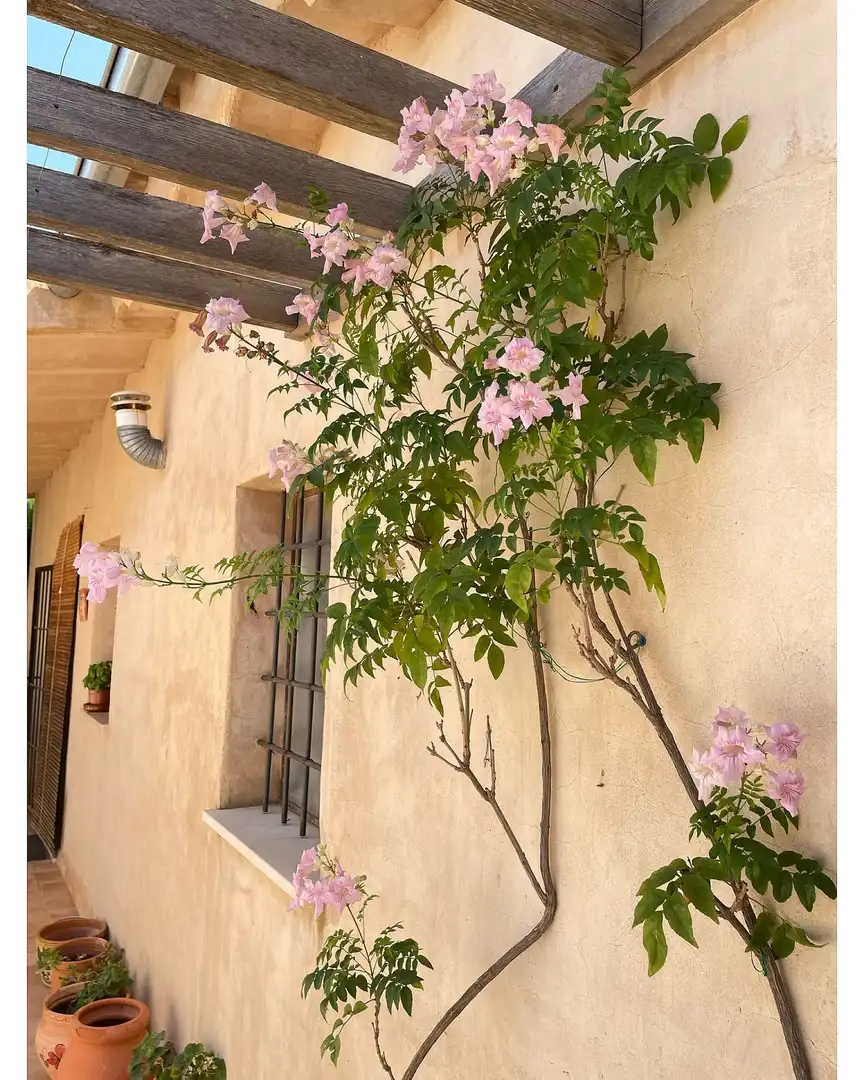 Maison rustique à vendre à Yecla, imagen 35