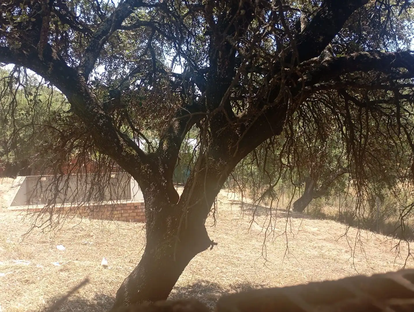 Terreni e lotti in vendita a Castilblanco de los Arroyos, imagen 26