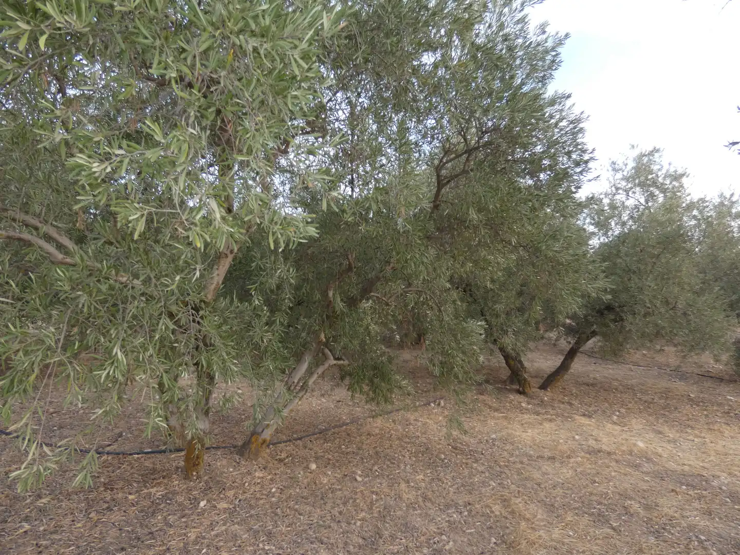 Terreni e lotti in vendita a Cogollos de la Vega, imagen 7