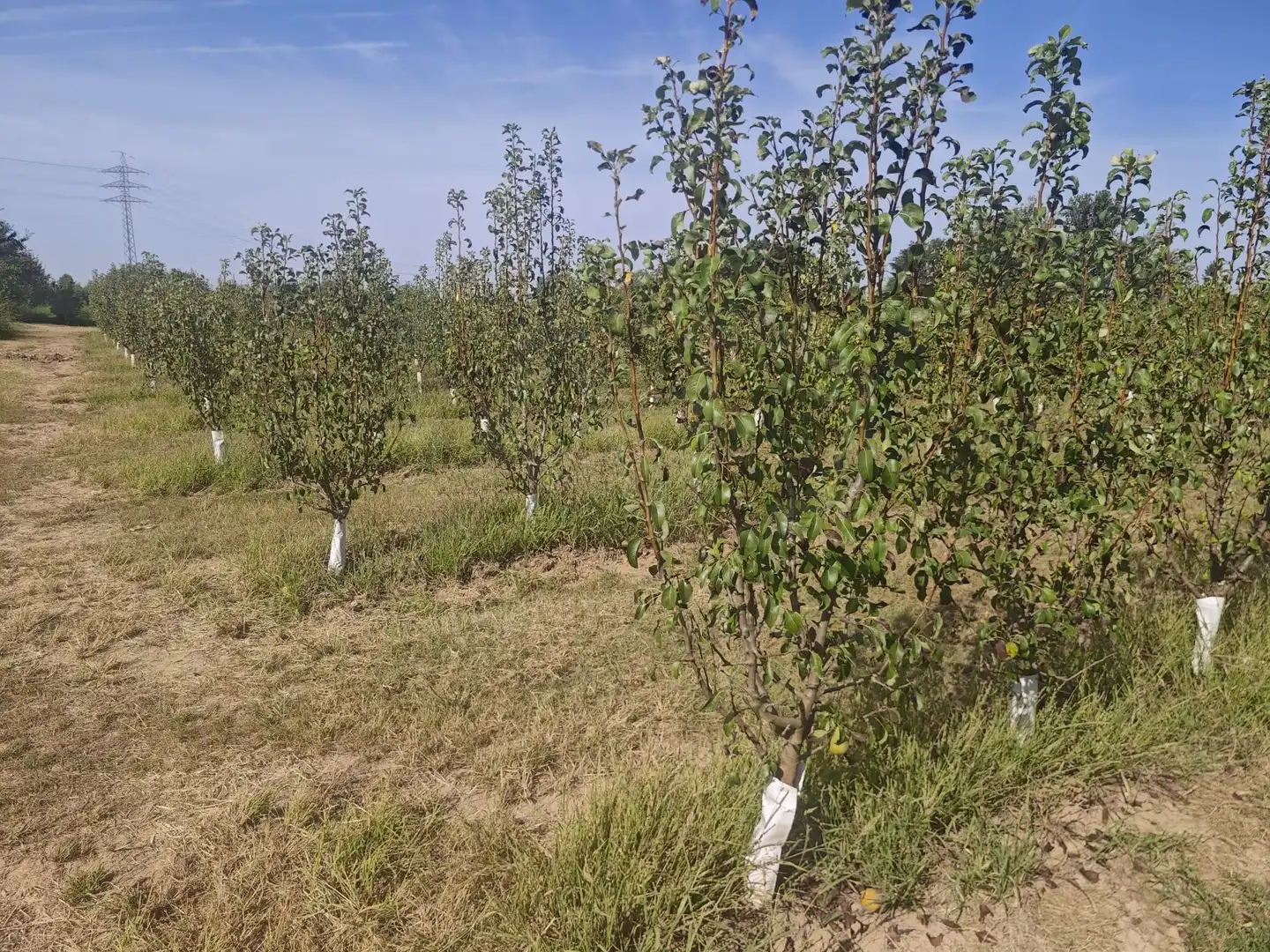 Land for sale in Albatàrrec