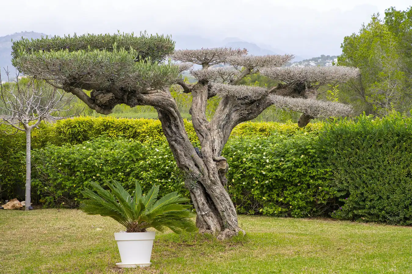 Finca rústica en venda a Santa Ponça