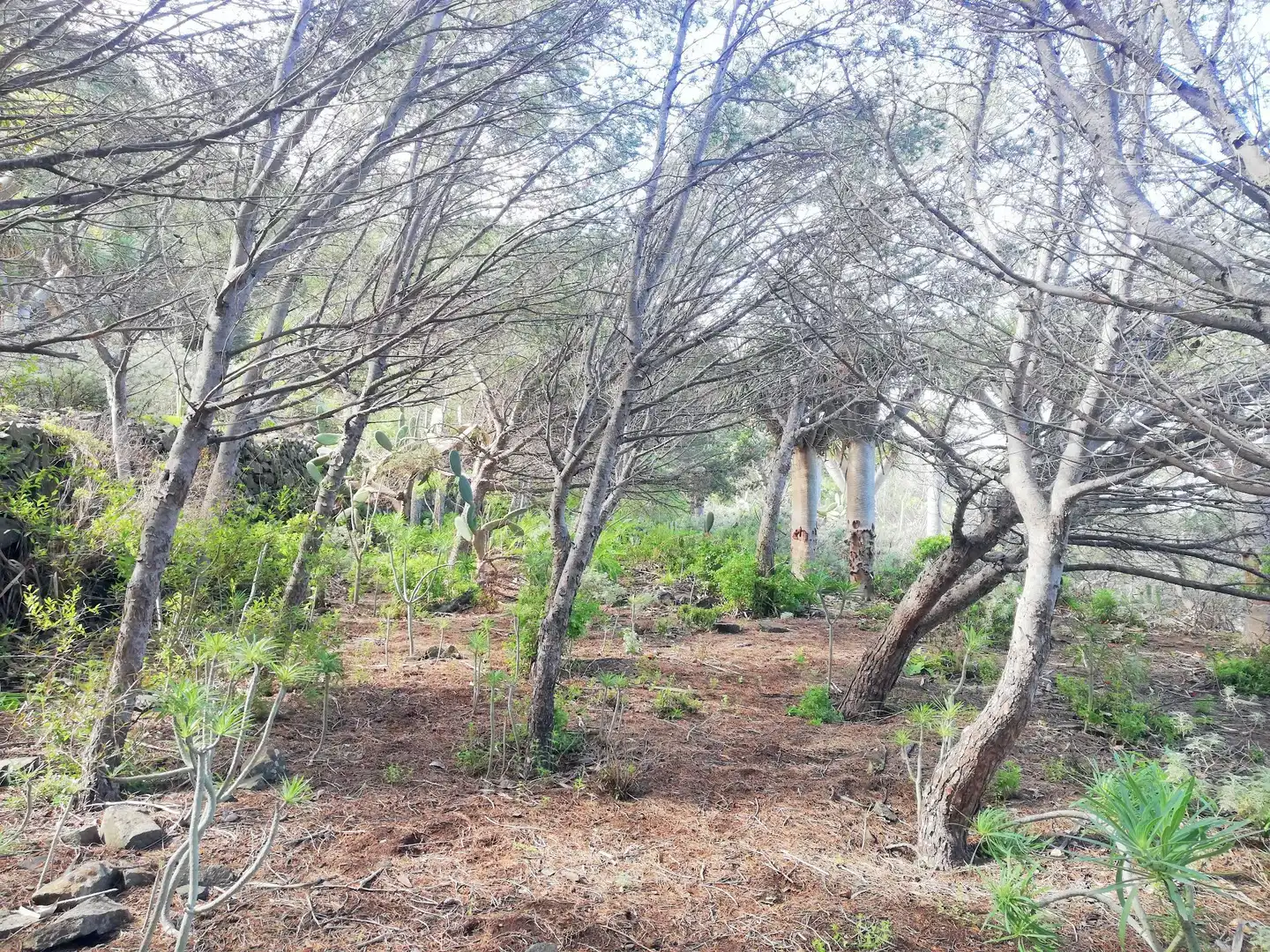 Terreno en venta en Isogue, polígono 7, parcela 39, 1, Punta del Hidalgo