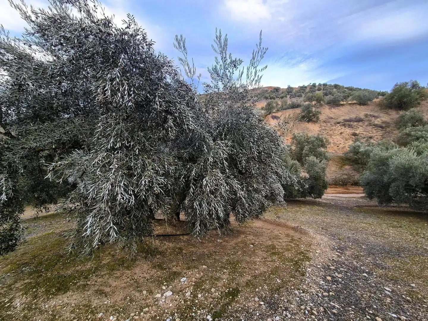 Rural land for sale in Huétor Tájar, imagen 20