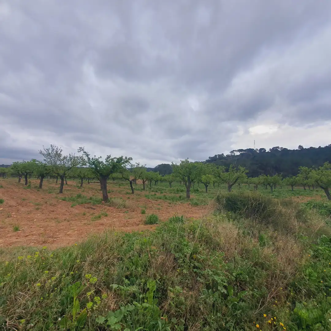 Rustikales Grundstück zum Verkauf in El Pinell de Brai, imagen 2