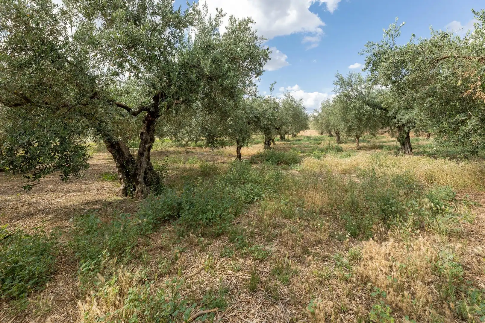 Terreno rustico in vendita a Calle POL 1, PARC 176, imagen 7