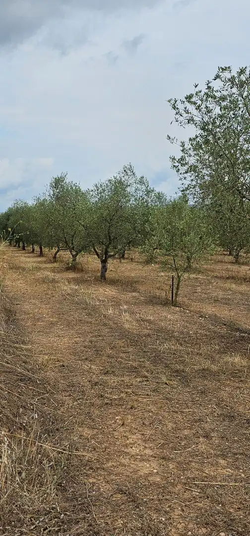 Land for sale in Móra d'Ebre