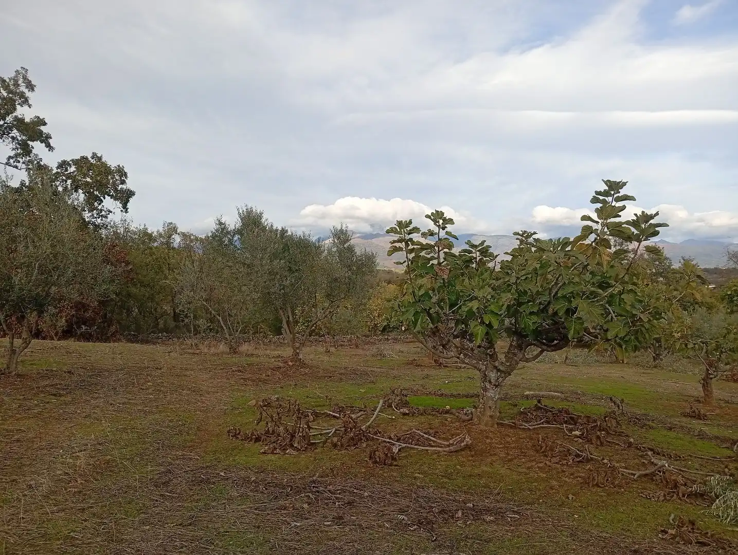 Terreni e lotti in vendita a Villanueva de la Vera, imagen 69