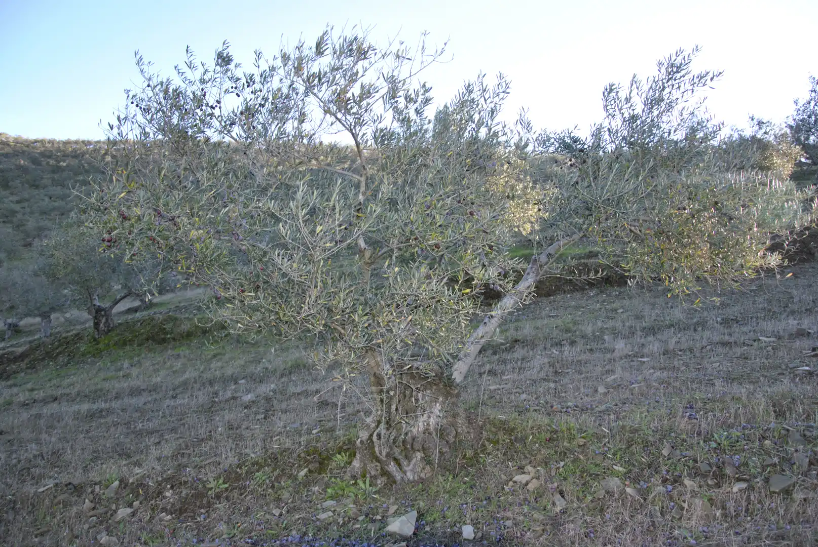 Terreno en venta en La Pesga 