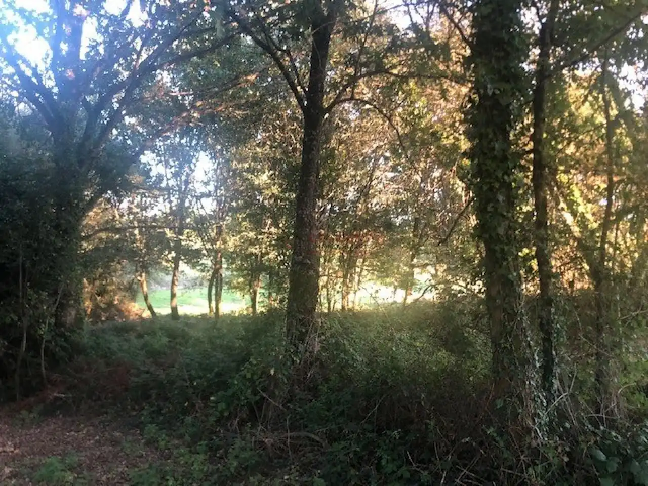 Terreni e lotti in vendita a Nogueira de Ramuín, imagen 4