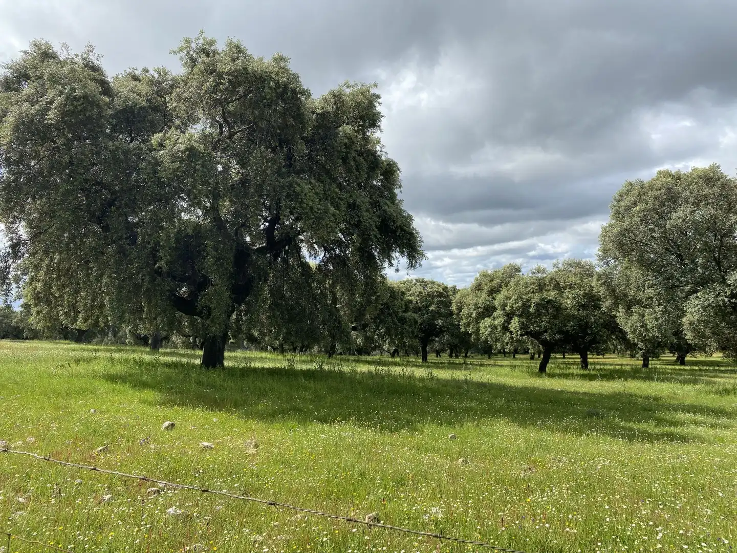 Terreno en venta en Deleitosa