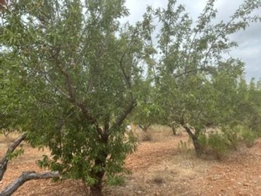 Terreno rustico in vendita a Ribera de Cabanes