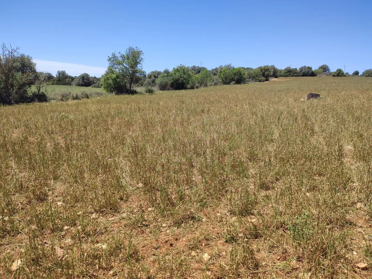 Rural land for sale in Vilafranca de Bonany, imagen 6