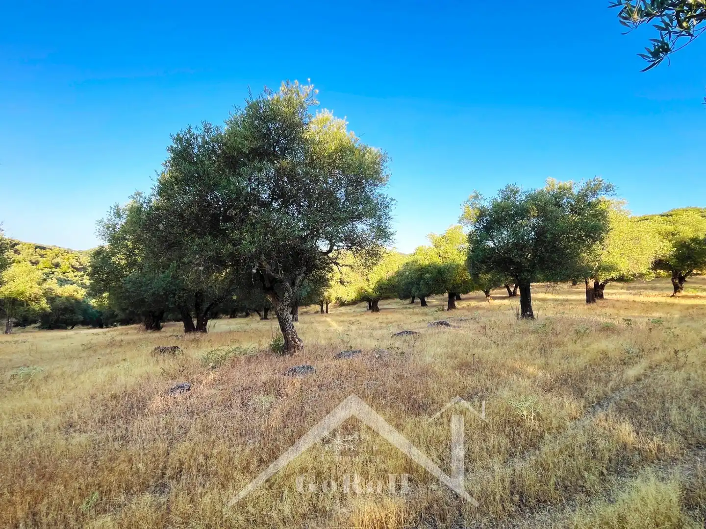 Land for sale in Constantina