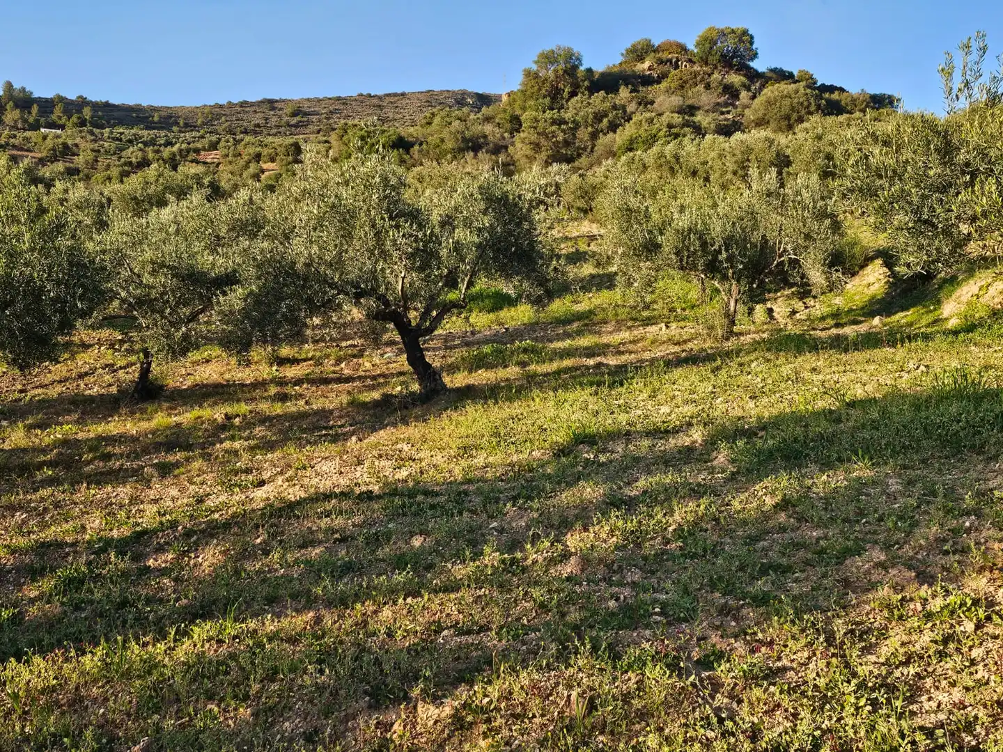 Terreni e lotti in vendita a Alozaina, imagen 10